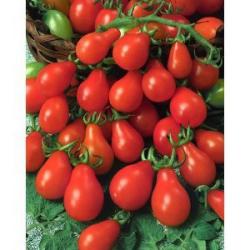 Seme povrća: Cherry crvena kruska paradajz Heirloom (seme) - Ceri