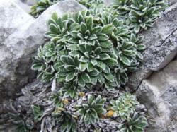 Perene: Saxifraga paniculata