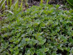 Začini i lekovito bilje: Origanum vulgare - pitomi origano 