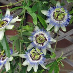 Sadnice - puzavice: Passiflora caerulea 