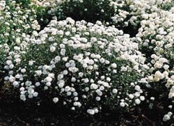 Perene: Achillea ptarmica The Pearl 