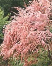 Sadnice - žbunaste vrste: Tamarix parviflora-Tamariks