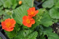 Perene: Geum coccineum - niski 