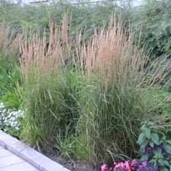 Trave: Calamagrostis acutiflora Karl Foester - ukrasna trava 