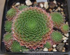 Perene: Cuvarkuca - Sempervivum Robin 