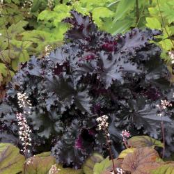 Perene: Heuchera Black Taffeta 