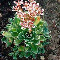 Perene: Saxifraga 