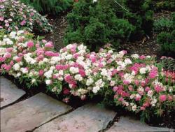 Sadnice - žbunaste vrste: Spirea japonica Shirobana Genpei - dvobojna spirea 