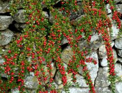 Sadnice - žbunaste vrste: Cotoneaster dammeri 