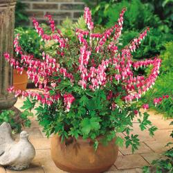 Perene: Dicentra spectabilis - Devojacko srce 