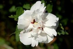 Sadnice - žbunaste vrste: Hibiscus syriacus-cvet beo dupli