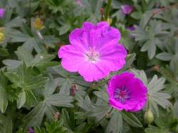 Perene: Geranium Sanguineum,roze cvet