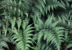 Perene: Athyrium niponicum Pictum - japanska paprat 