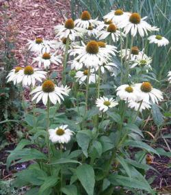 Perene: Echinacea purpurea Alba - beo cvet 