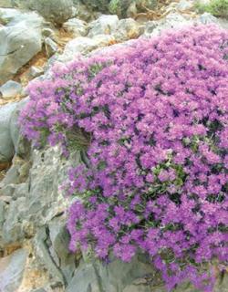Perene: Thymus capitatus
