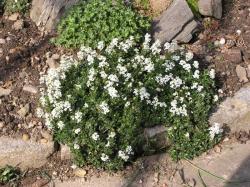 Perene: Arabis sturii