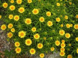Perene: Inula ensifolia-Patuljasti oman
