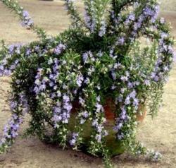 Perene: Rosmarinus horizontalis-Polegli ruzmarin