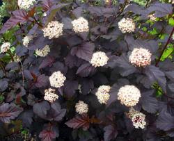 Sadnice - žbunaste vrste: Physocarpus opulus Diabolo- Fisokarpus