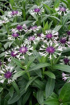 Perene: Centaurea montana 