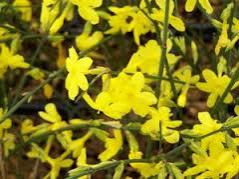 Sadnice - žbunaste vrste: Jasminum nudiflorum-Jasmin