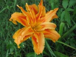 Perene: Hemorocallis 