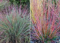 Trave: Andropogon scoparius Standing Ovation -ukrasna trava 