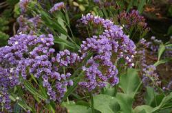 Perene: Limonium tataricum