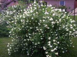 Sadnice - žbunaste vrste: Philadelphus coronarius-Pajasmin
