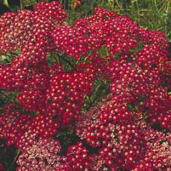 Perene: Achillea millefolium-cvet crvene boje