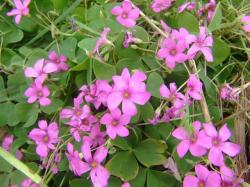 Perene: Oxalis articulata-detelina roze cvet