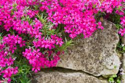 Perene: Phlox subulata Scarlet Flame 