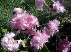 Perene: Dianthus plumarius 