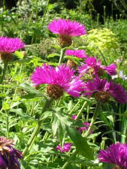 Perene: Centaurea dealbata 