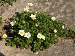 Perene: Potentilla rupestris alba,niska perena 