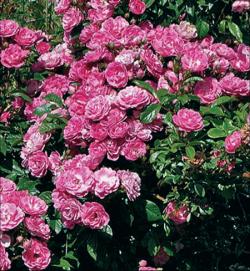 Sadnice - ruže:  Ruže (roze boje)