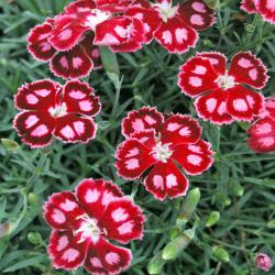 Perene: Dianthus 
