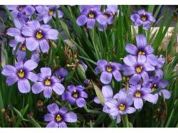 Perene: Sysirinchium sp.-Plavooka trava
