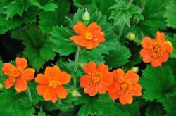 Perene: Geum coccineum - visoki 