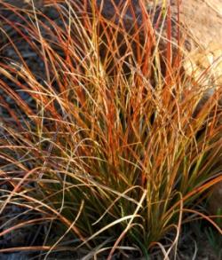 Trave: Carex testacea 
