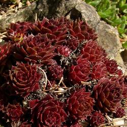 Perene: Cuvarkuca Sempervivum tectorum Rubin
