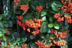 Sadnice - žbunaste vrste: Pyracantha coccinea-Vatreni grm