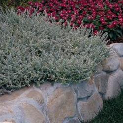 Začini i lekovito bilje: Helichrysum microphyllum , smilje