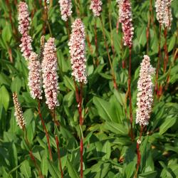 Perene: Persicaria affinis