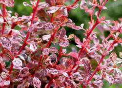 Sadnice - žbunaste vrste: Berberis thunbergii Harlequin 