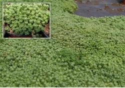 Perene: Crassula sediformis 