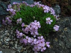Perene: Saponaria olivana -sapunika 