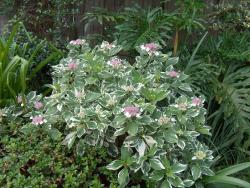 Sadnice - žbunaste vrste: Hydrangea macrophylla Maculata - šarenolisna hortenzija 