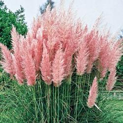Trave: Cortaderia selloana Rosea,pampas trava - roze cvet,veci bokor