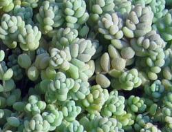 Perene: Sedum dasyphyllum burnatii